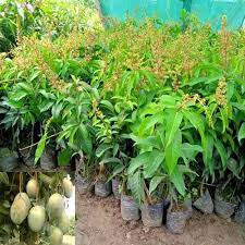 All Time Mango Plant Manufacturer & Supplier in India